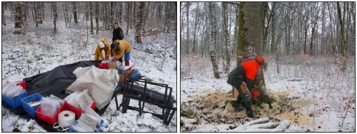 Measurement campaign in a high forest coppice in France. On the left, arriving at the site and deploying equipment (photo: M. Rivoire); on the right, felling the first tree (photo: L. Saint-André).