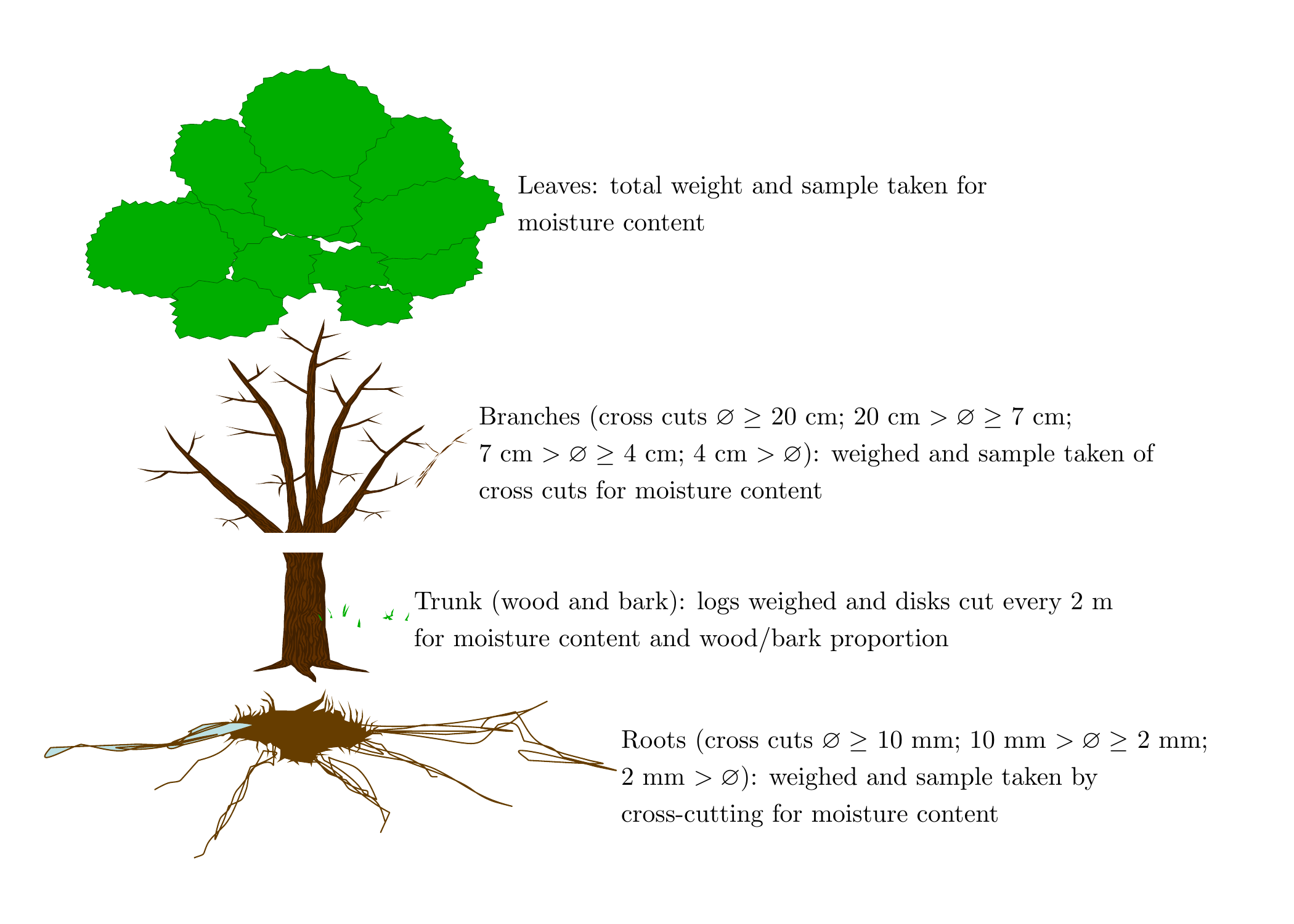 Example of tree compartmentalization for a biomass and nutrient content campaign on beech in France.