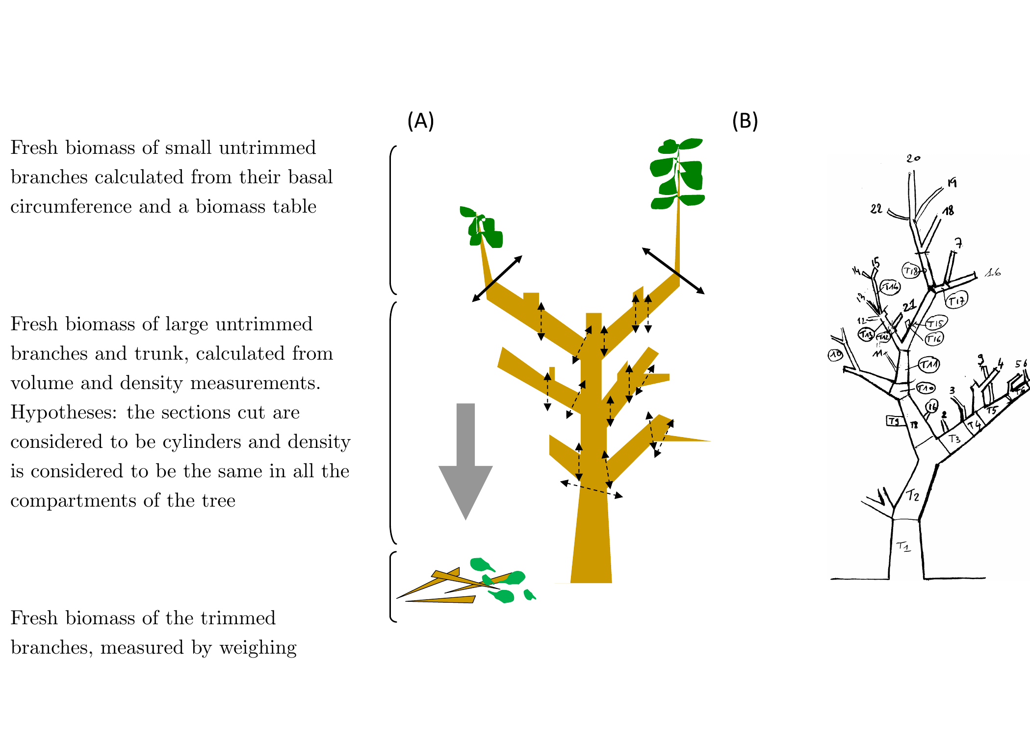 Determination of total fresh biomass. (A) Separation and measurement of trimmed and untrimmed biomass, (B) numbering of the sections and branches measured on a trimmed tree.