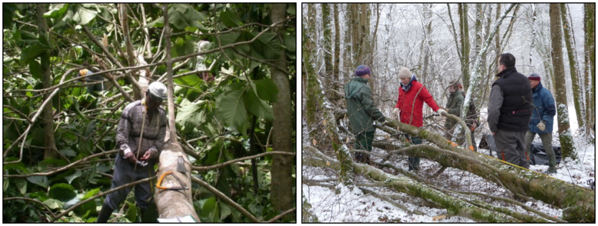 Left, biomass campaign in Ghana in a teak high forest: measurement of branching (photo: S. Adu-Bredu). Right, biomass campaign in France in a high forest coppice: stem profile measurements (photo: M. Rivoire).