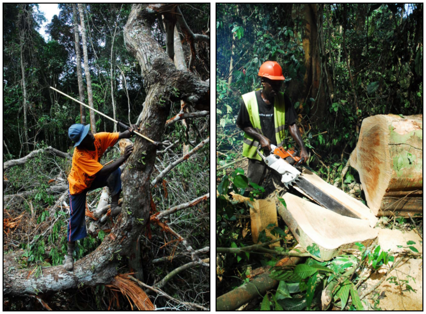 Measuring a large tree in the field: Left, measuring the volume of a tree of diameter > 20 cm; right, taking aliquots of wood from the trunk (photos: M. Henry).