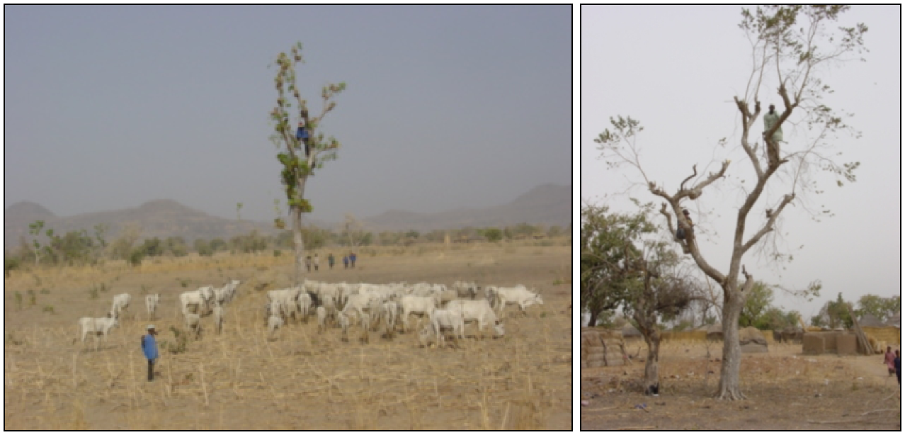Trimming shea trees (Vitellaria paradoxa) in north Cameroon (photo: R. Peltier).