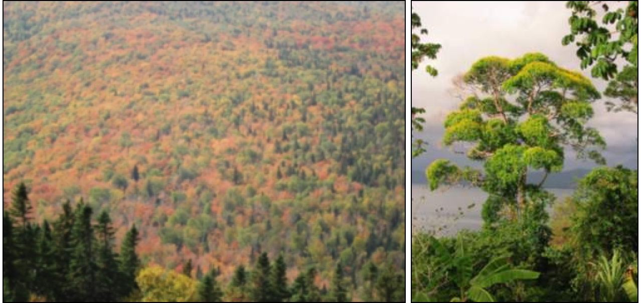 Heterogeneous stands. On the left, multispecific stands on Mont Saint-Anne in Quebec; on the right, multispecific, uneven-aged stands in Costa-Rica (photo: B. Locatelli).