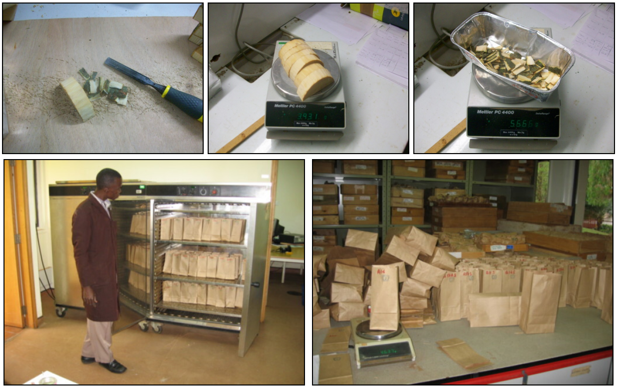 Laboratory measurements: (A) debarking, (B) weighing the wood, (C) weighing the bark (photos: L. Saint-Andr�), (D) oven-drying samples, (E) regular weighing to constant weight (photos: M. Henry).
