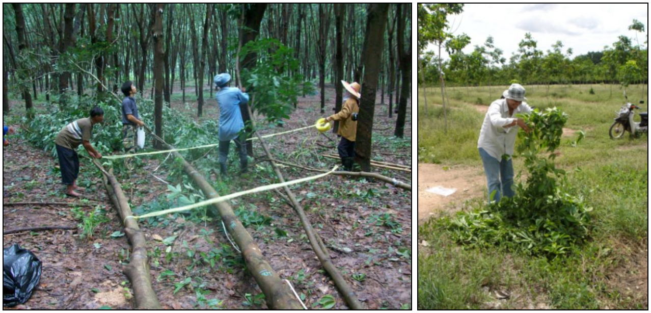 Biomass campaign in rubber tree plantations in Thailand. Left, a multistemmed felled tree (3 stems on the same stump): limbing and stripping of the leaves. Right, leaves mixed together prior to aliquoting (photos: L. Saint-André).