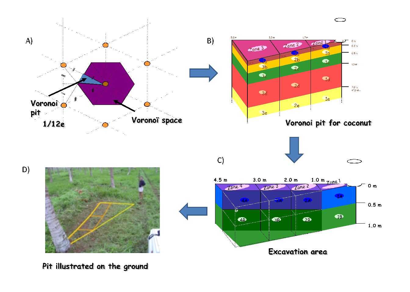 Typical Voronoi diagram used for root sampling in a coconut plantation in Vanuatu (photo: C. Jourdan). (A) Drawing the Voronoi space and choosing to work on \(1/12\)th of this space; (B) section through the pits dug; (C) protocol simplification given the variability observed in the first sample; (D) tracing the pit on the ground.