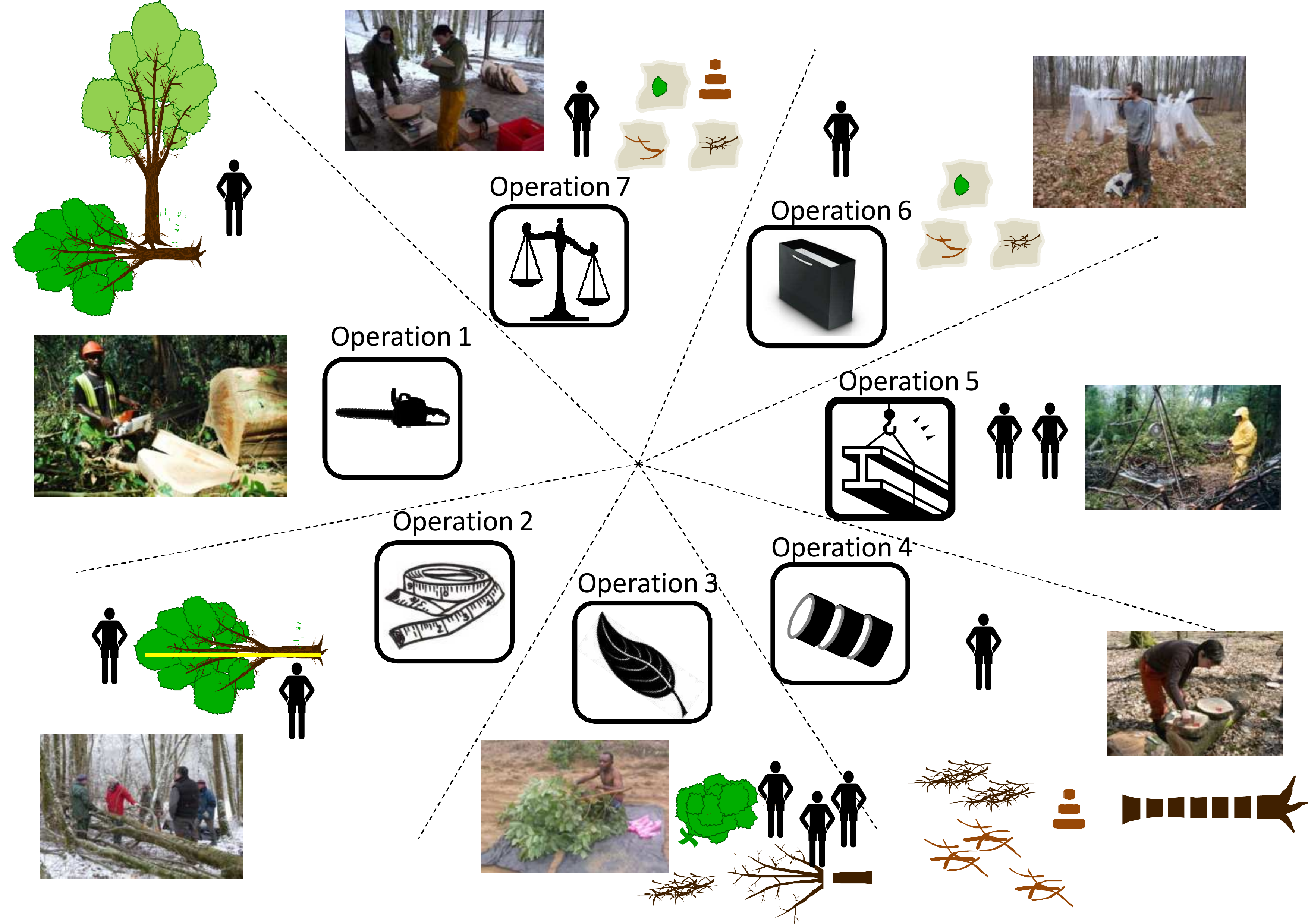 Organization of a biomass measurement site with 7 different operations. Operation 1, site preparation and felling of the trees (photo: L. Saint-André); operation 2, measurement of felled trees: stem profile, marking for cross-cutting (photo: M. Rivoire); operation 3, stripping of leaves and limbing (photo: R. D’Annunzio and M. Rivoire); operation 4, cross-cutting into logs and disks (photo: C. Nys); operation 5, weighing of logs and brushwood (photo: J.-F. Picard); operation 6, sampling of branches (photo: M. Rivoire); operation 7, sample weighing area (photo: M. Rivoire).